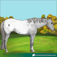Horse Color:Black Appaloosa Rabicano