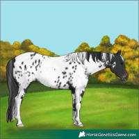 Horse Color:White Spotted Black Near Leopard 