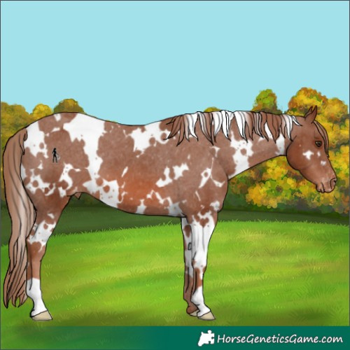 Horse Color:White Spotted Chestnut Appaloosa 