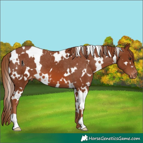 Horse Color:White Spotted Chestnut Varnish 