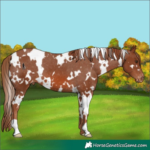 Horse Color:White Spotted Chestnut Appaloosa 