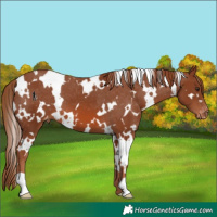 Horse Color:White Spotted Chestnut Varnish