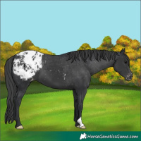 Horse Color:Black Appaloosa