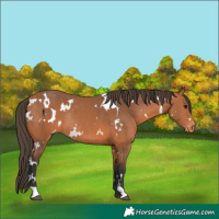 Horse Color:White Spotted Bay Appaloosa Rabicano 