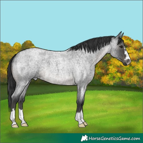 Horse Color:Blue Roan 