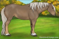 Horse Color:Chocolate Palomino
