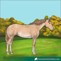 Horse Color:Gold Champagne 