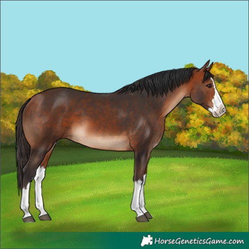 Horse Color:Bay Splash 