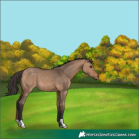 Horse Color:Bay Dun