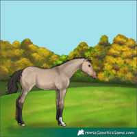 Horse Color:Bay Dun