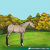 Horse Color:Bay Dun