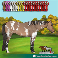 Horse Color:White Spotted Bay Dun 