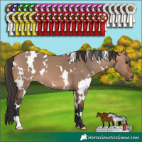 Horse Color:White Spotted Bay Dun 