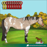 Horse Color:White Spotted Bay Dun