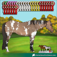 Horse Color:White Spotted Bay Dun