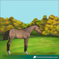 Horse Color:Bay Dun 