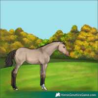 Horse Color:Bay Dun