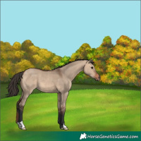 Horse Color:Bay Dun
