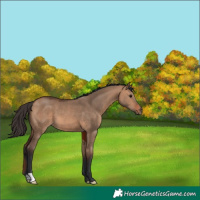 Horse Color:Bay Dun 