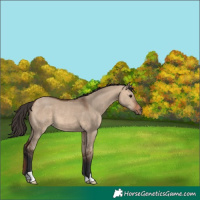 Horse Color:Bay Dun 