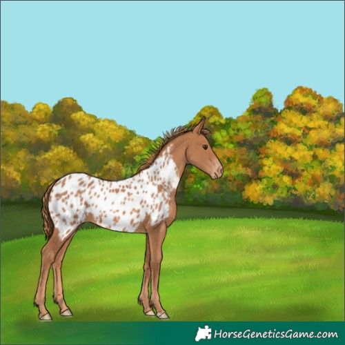 Horse Color:Chestnut Near Leopard 