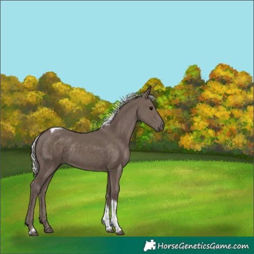 Horse Color:Silver Black Tobiano 