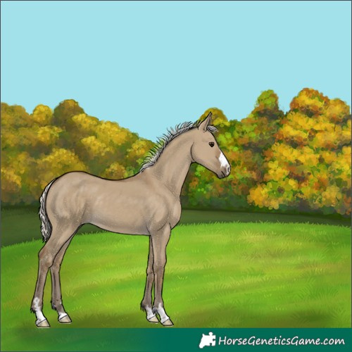 Horse Color:Silver Smoky Grullo 