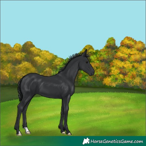 Horse Color:Black 