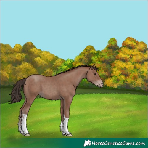 Horse Color:White Spotted Classic Champagne Tobiano 