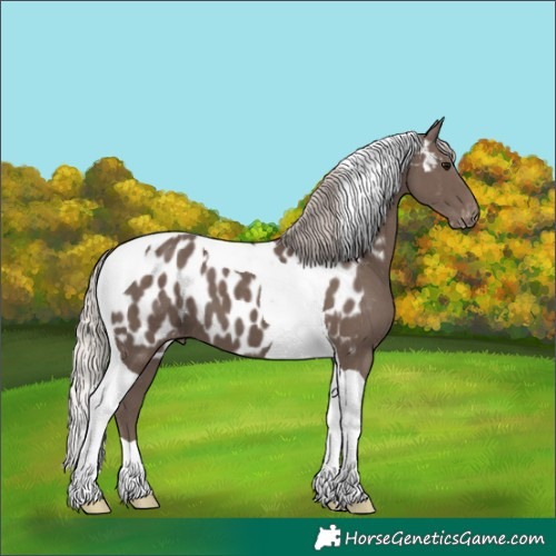 Horse Color:Silver Black Tobiano Near Leopard 