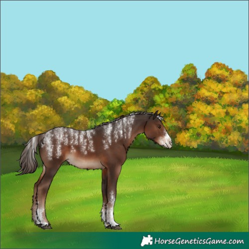 Horse Color:Powder White Liver Chestnut 
