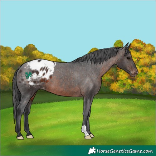 Horse Color:Brown Appaloosa 