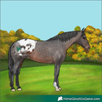 Horse Color:Brown Appaloosa