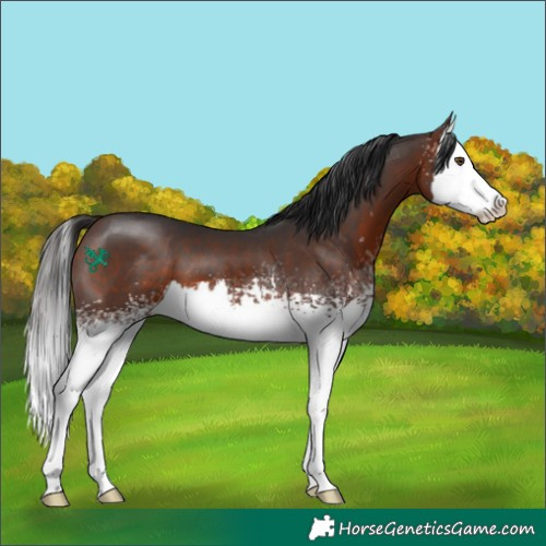 Horse Color:White Spotted Brown Splash 