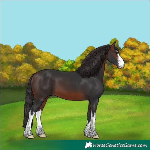 Horse Color:White Spotted Brown 