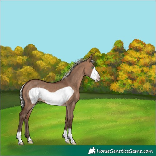 Horse Color:Silver Brown Dun Frame 