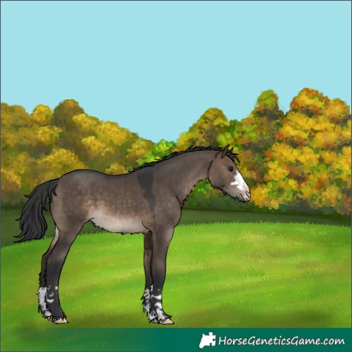Horse Color:Brown Dun 