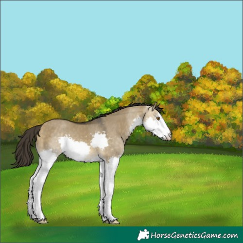 Horse Color:Buckskin Dun Splash 
