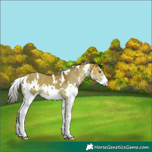 Horse Color:White Spotted Bay Dun Splash 