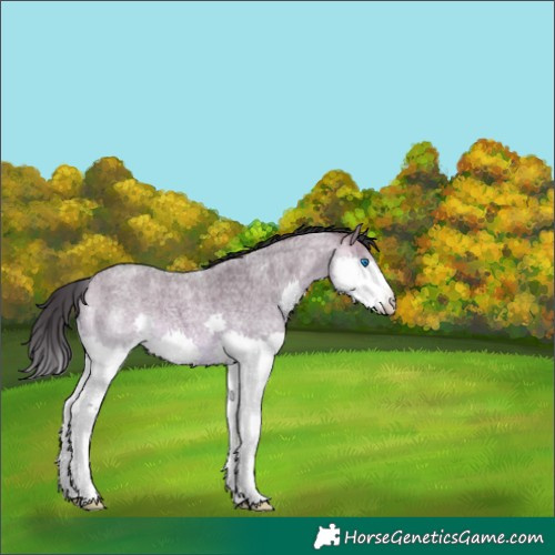 Horse Color:Brown Roan Dun Splash 