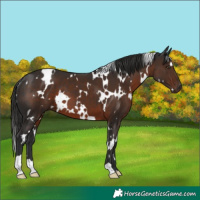 Horse Color:White Spotted Liver Chestnut