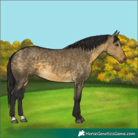 Horse Color:Buckskin Dun