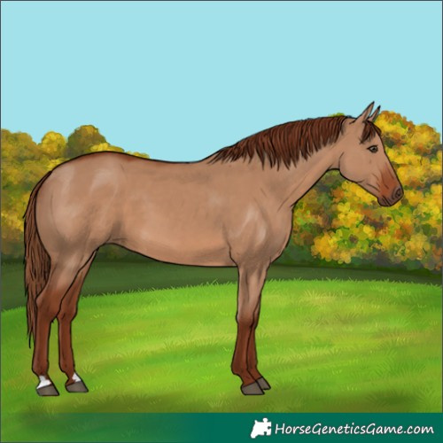 Horse Color:Red Dun