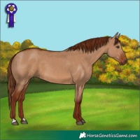 Horse Color:Red Dun 