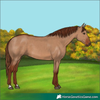 Horse Color:Red Dun 