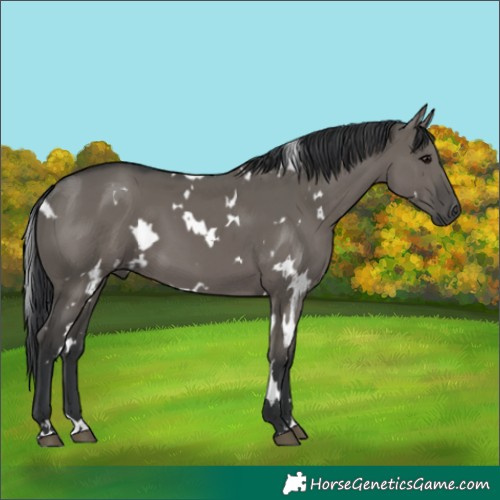 Horse Color:White Spotted Grullo