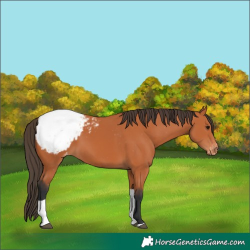 Horse Color:Bay Tobiano Appaloosa 