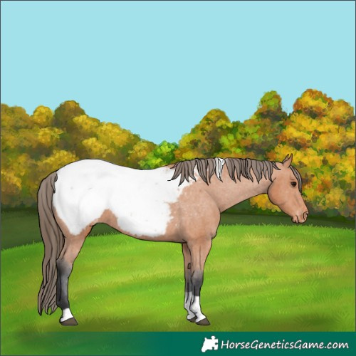 Horse Color:Bay Tobiano Appaloosa 
