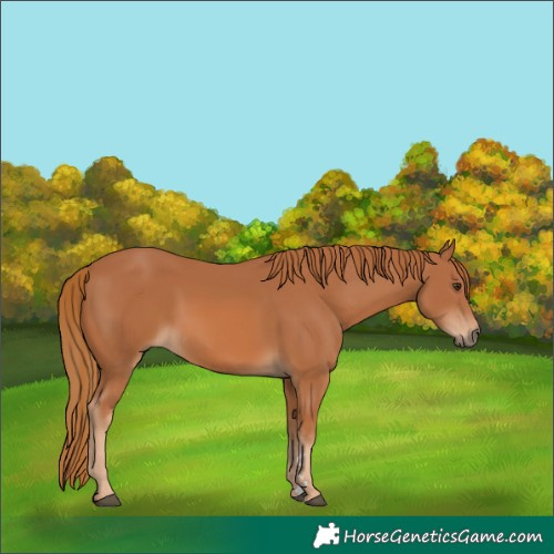 Horse Color:Chestnut 