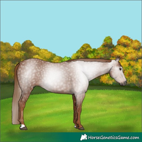 Horse Color:Gray Chestnut 